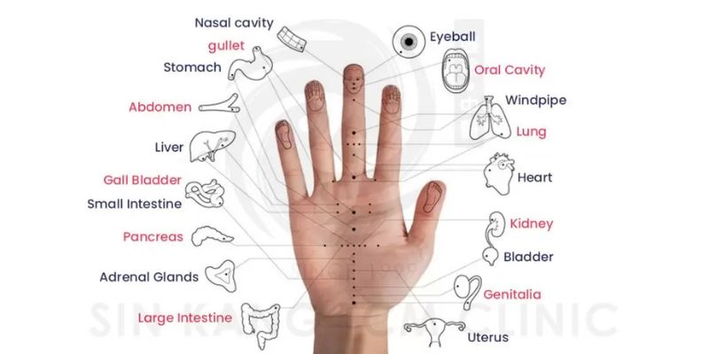 The Doctor’s Hand: How Ancient Physicians Used Palmistry as a Diagnostic Tool